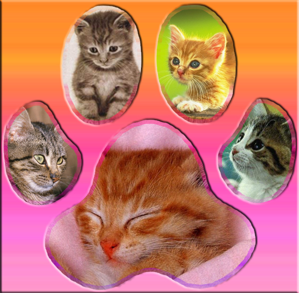 Packa CATS.jpg