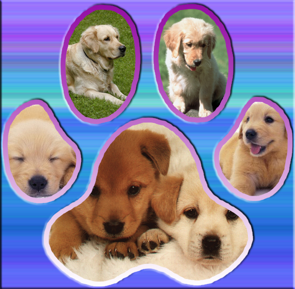 Retriverik Packa.jpg