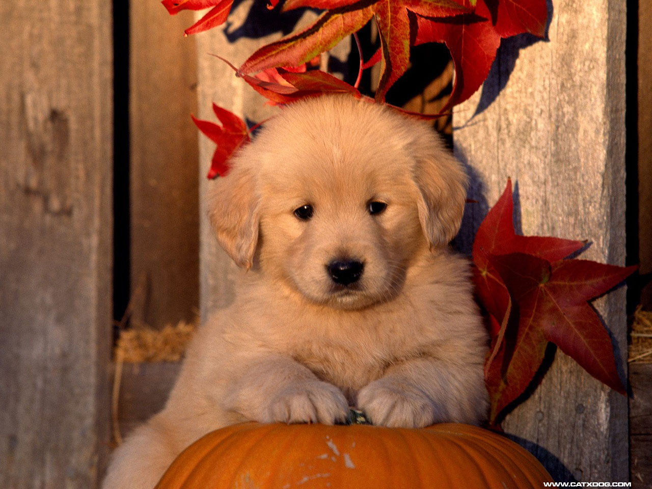 Golden Retriever Puppy.jpg