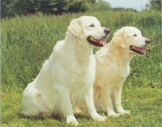 Golden retriever 2