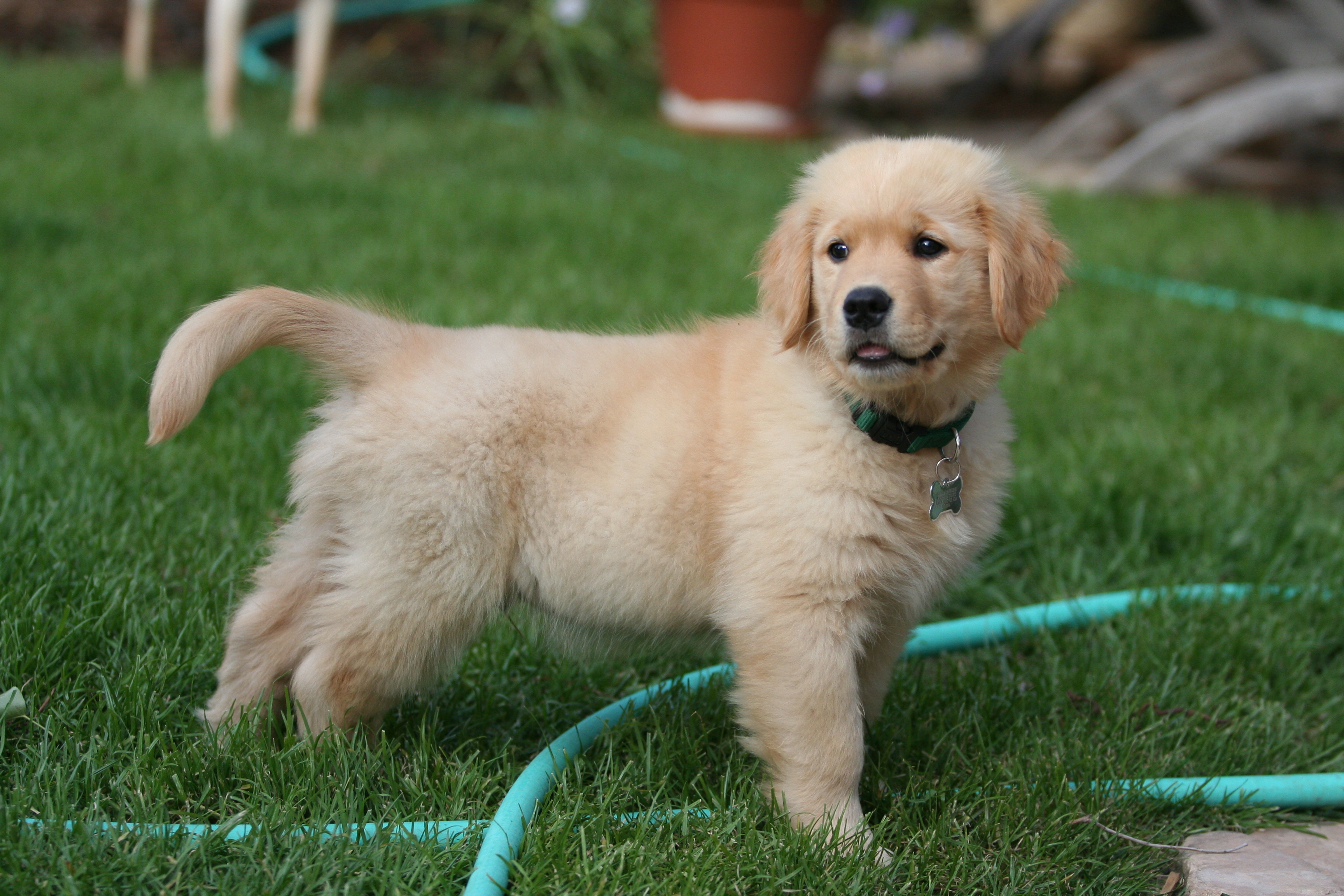Golden retriever 3