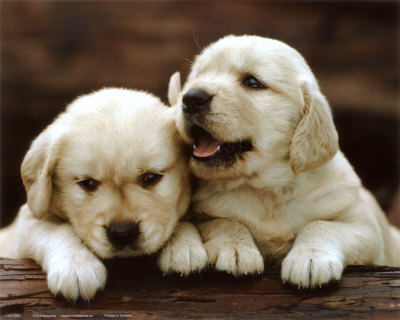 Golden retrievers