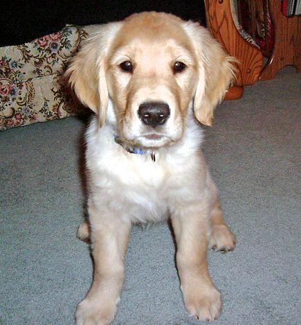 Golden retriever 4