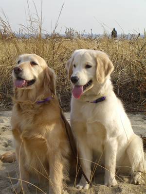 Golden retriever 5